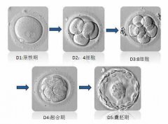 <b>囊胚培养与移植技术是如何炼成的</b>