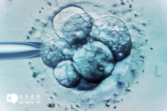 <b>试管婴儿移植手术每次只能在宫腔放一个胚胎吗</b>