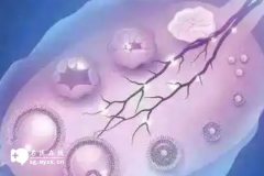 <b>女性备孕养卵泡的食物吃啥比较好</b>