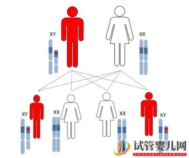 第三代试管婴儿技术可以筛查哪些常见的遗传疾病呢(图3) 第三代试管婴儿技术可以筛查哪些常见的遗传疾病呢(图3)
