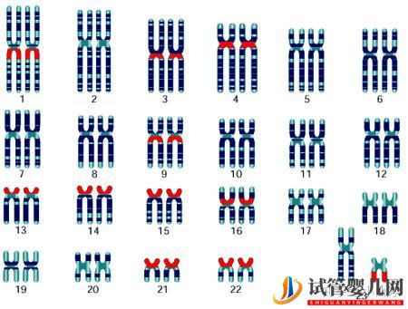 这些性染色体疾病,可以做第三代试管婴儿(图2) 这些性染色体疾病,可以做第三代试管婴儿(图2)