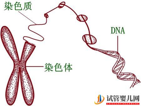 这些性染色体疾病,可以做第三代试管婴儿(图3) 这些性染色体疾病,可以做第三代试管婴儿(图3)